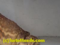 /home//u458753944/public_html/sourcegallery//Roxborough Toad Detour/2013-2019/2017/P4110685.JPG